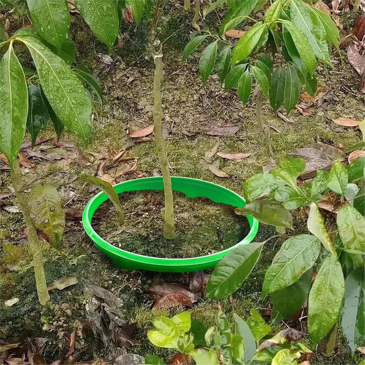 Gardening Tools Deals - 【COUNTDOWN DEAL】 4 Pflanzenschutzringe für Wurzelbewässerung