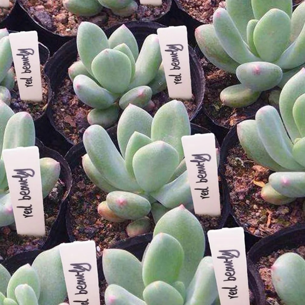 100 Stück Garten-Pflanzenetike – Garden Label Marker Bewertung und Preis