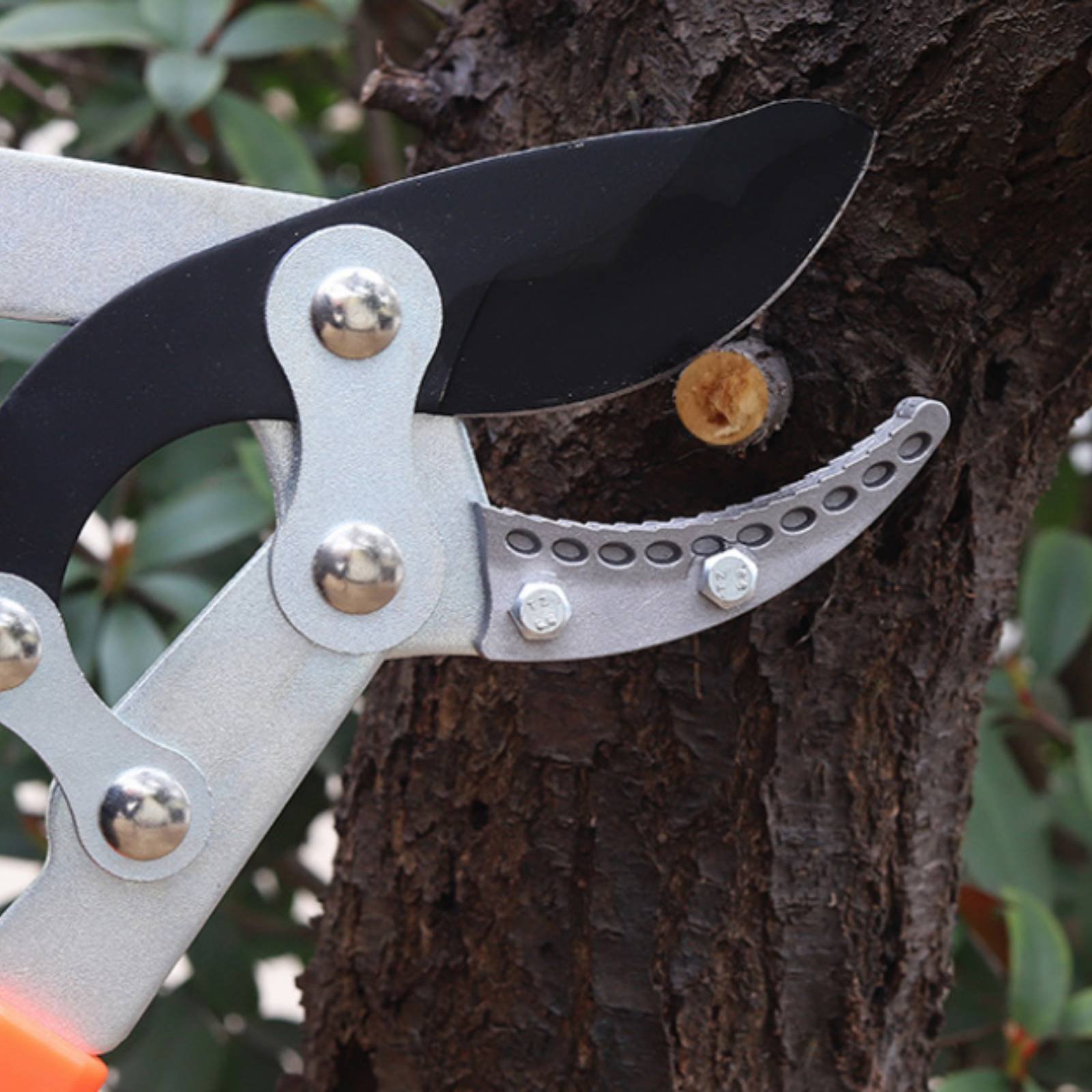 Teleskopische Astschere mit Sc – Pruning Shears Bewertung und Preis