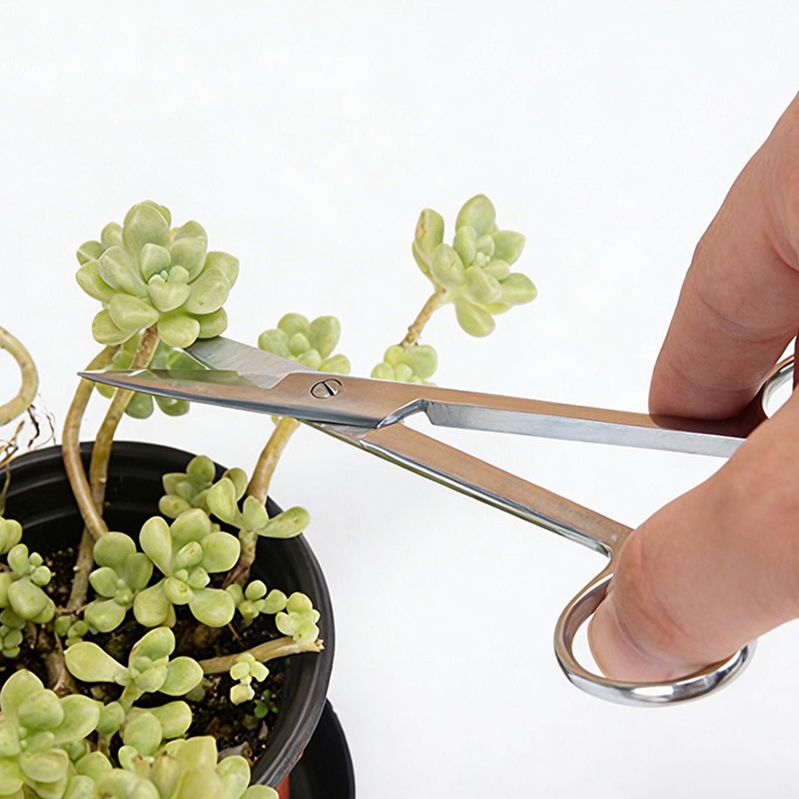 Pflanzenschere aus Edelstahl,  – Pruning Shears Bewertung und Preis